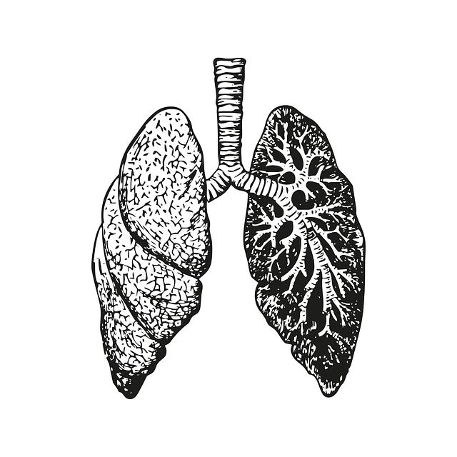 Lytko nebo Litko? Anatomie a Správný Termín