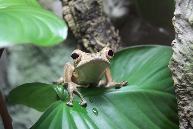 Vivarium nebo vivaryum? Biologické termíny v pravopise