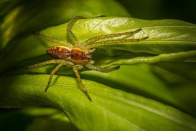 Pest: Jak na správné psaní