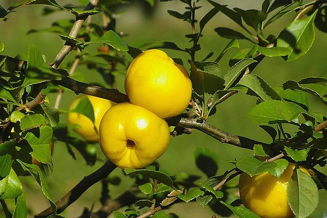 Uhlovodíky: Základ Organické Chemie Pro Maturanty