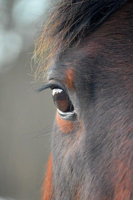 Kůň havraní a krocaní: Jak na správné psaní