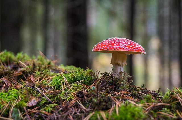 Muchomůrka nebo mochomůrka? Botanické termíny