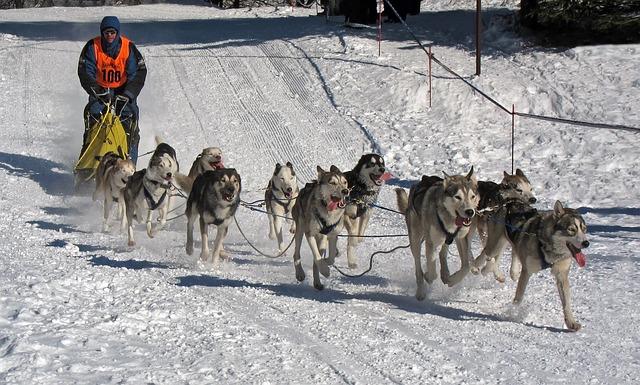 Maser, masér, musher: Kdo je kdo?