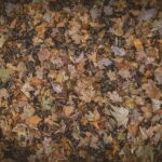 Podzimní maturita: Nový termín a změny ve zkouškách 22 Podzimní maturita: Nový termín a změny ve zkouškách