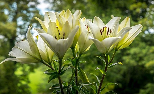 Lilium nebo lilyum? Botanické názvy v pravopise