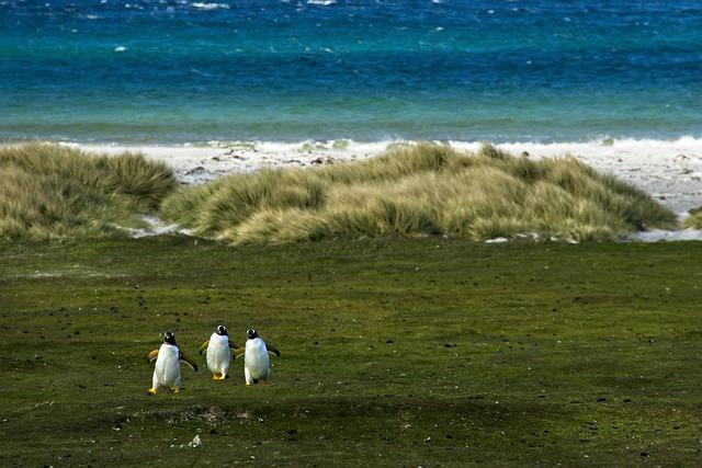 Falklandy nebo Falklandi?