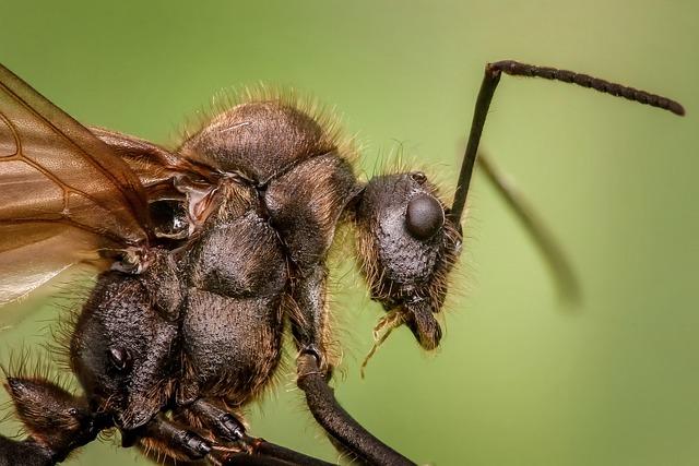 Členovci: Úvod do světa nejdůležitější skupiny živočichů