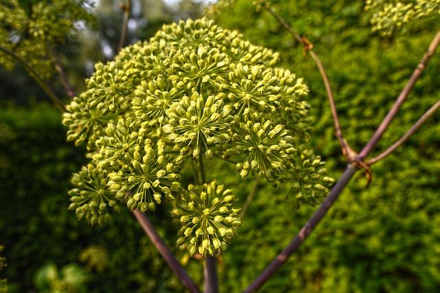 Terpeny: Jaký je jejich význam v rostlinách a esenciálních olejích?